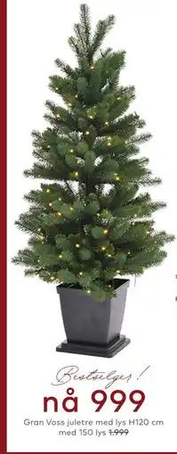 Skeidar Gran Voss juletre med lys H120 cm med 150 lys tilbud