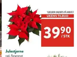Jacobs Julestjerne tilbud