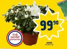 Coop Prix AZALEA tilbud