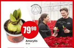 Spar Amaryllis tilbud
