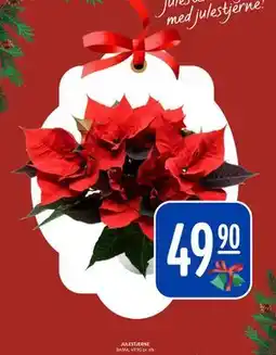 Rema 1000 JULESTJERNE tilbud