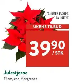 Jacobs Julestjerne tilbud