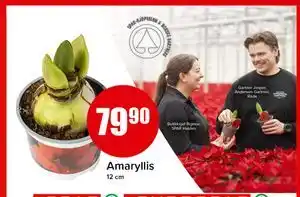 Spar Amaryllis tilbud