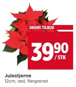 Meny Julestjerne tilbud