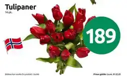 Joker Tulipaner tilbud