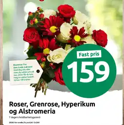Nærbutikken Roser, Grenrose, Hyperikum og Alstromeria tilbud