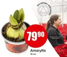 Spar Amaryllis tilbud