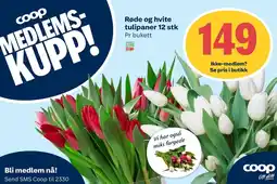 Coop Extra Røde og hvite tulipaner tilbud