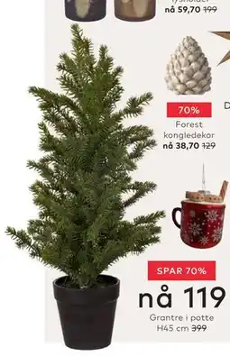 Skeidar Grantre i potte H45 cm tilbud