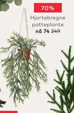 Skeidar Hjortebregne potteplante tilbud