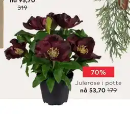 Skeidar Julerose i potte tilbud