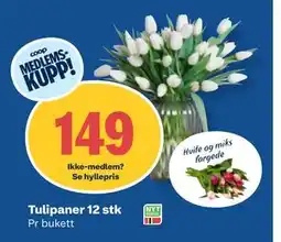 Coop Obs Tulipaner 12 stk, Medlemspris tilbud