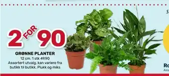 Grønne planter