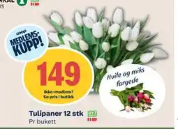 Coop Mega Tulipaner 12 stk, Medlemspris tilbud