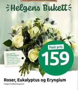 Joker Roser, Eukalyptus og Eryngium tilbud