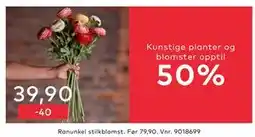 Skeidar Ranunkel stilkblomst tilbud