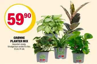 Grønne planter mix