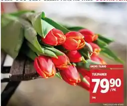 Meny TULIPANER tilbud