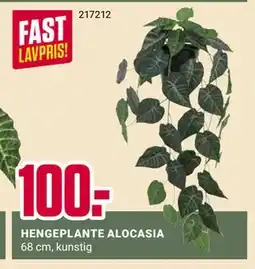 Europris HENGEPLANTE ALOCASIA tilbud