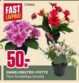 Europris SMÅBLOMSTER I POTTE tilbud