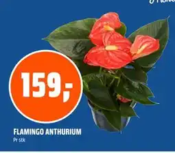 Coop Obs FLAMINGO ANTHURIUM tilbud