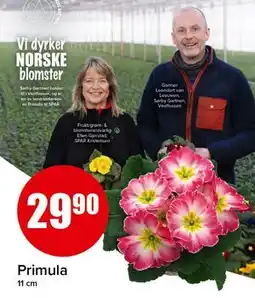 Spar Primula tilbud