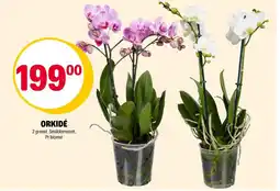 Coop Extra Orkidé tilbud