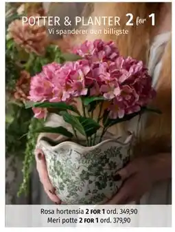 Nille Rosa hortensia, Meri potte tilbud