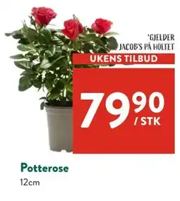 Jacobs Potterose tilbud