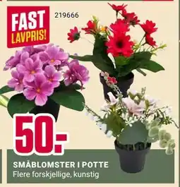 Europris SMÅBLOMSTER I POTTE tilbud