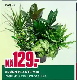 Europris GRØNN PLANTE MIX tilbud