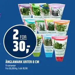 Coop Obs ÄNGLAMARK URTER 8 CM tilbud