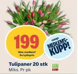 Coop Mega Tulipaner 20 stk, Medlemspris tilbud