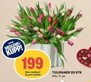 TULIPANER 20 STK, Medlemspris