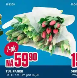 Europris TULIPANER tilbud