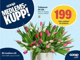 Coop Extra Tulipaner 20 stk tilbud