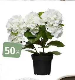 Nille Hortensia, 45cm tilbud