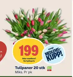 Coop Mega Tulipaner 20 stk, Medlemspris tilbud