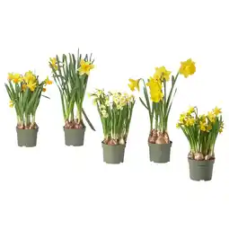 IKEA Narcissus Potteplante, blandede arter/narcissus, 12 cm tilbud