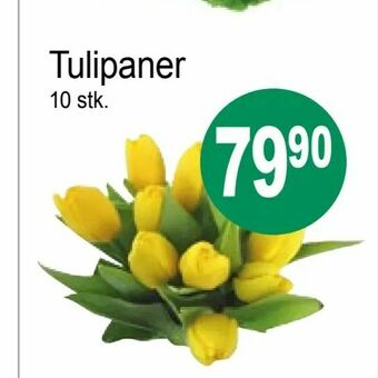 Joker Tulipaner tilbud