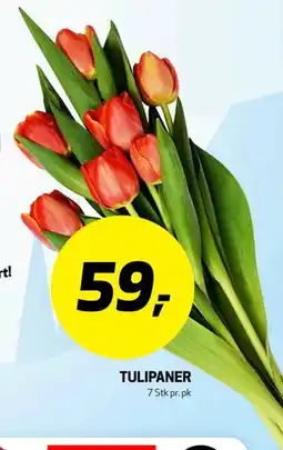 Bunnpris TULIPANER tilbud