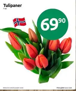 Joker Tulipaner tilbud