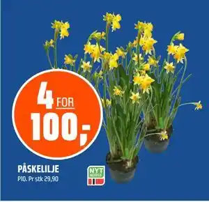 Coop Obs PÅSKELILJE tilbud