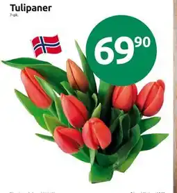 Joker Tulipaner tilbud