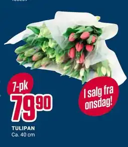 Europris TULIPAN tilbud