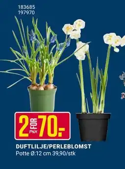 Europris DUFTLILJE/PERLEBLOMST tilbud