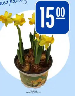 Rema 1000 Påskelilje tilbud