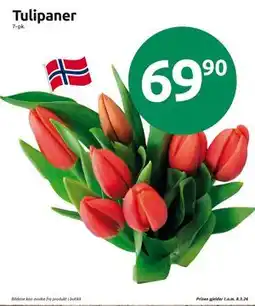 Joker Tulipaner tilbud