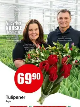 Spar Tulipaner tilbud