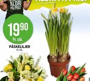 Kiwi PÅSKELILJER tilbud